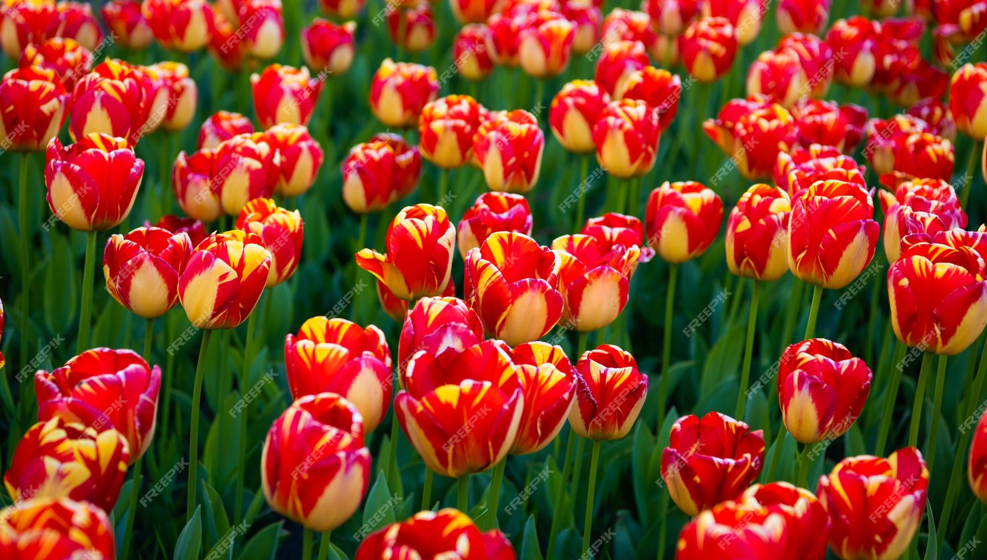 Campo de flores de tulipas com fundo natural colorido | Foto Premium