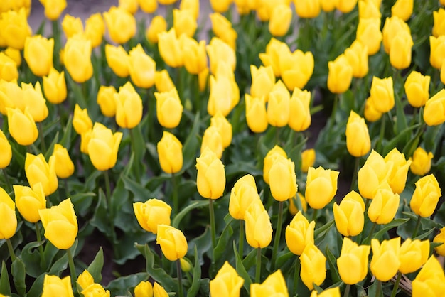 Campo de flores de tulipas fecha o fundo da natureza