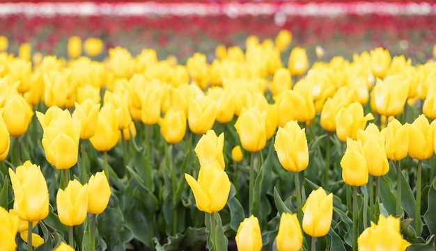 Campo de flores de tulipas fecha o fundo da natureza