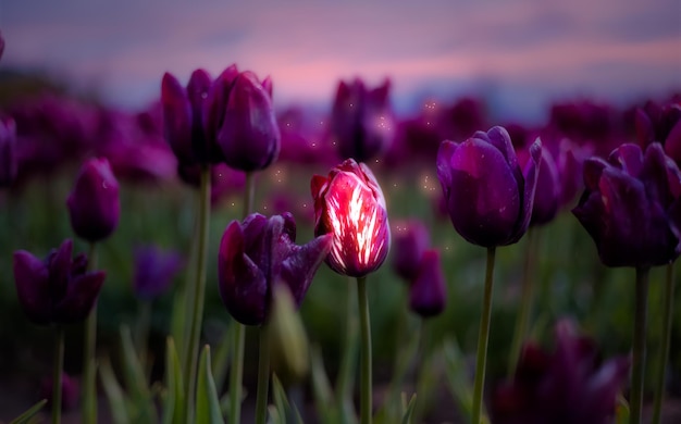 Campo de flores de tulipas fecha o fundo da natureza