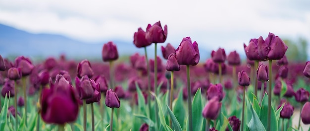 Campo de flores de tulipas fecha o fundo da natureza