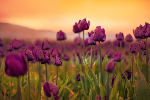 Campo de flores de tulipas fecha o fundo da natureza