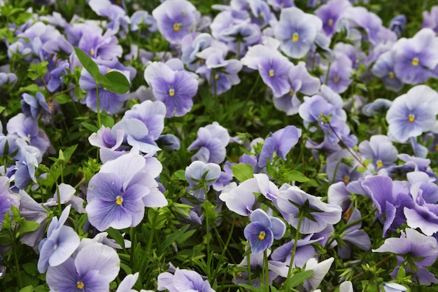 Campo de flores de viola