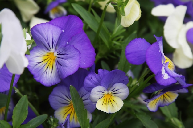 Campo de flores de viola