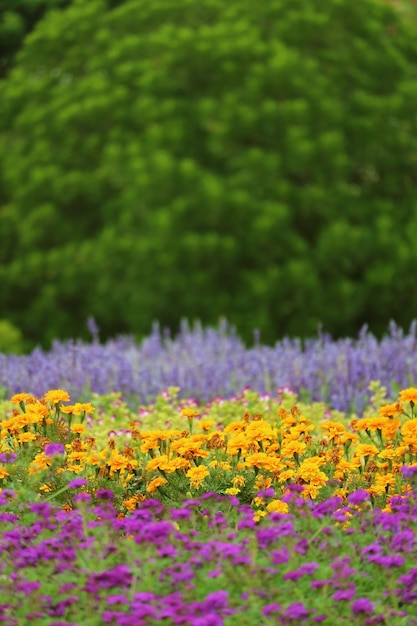 Campo de flores desabrochando coloridas