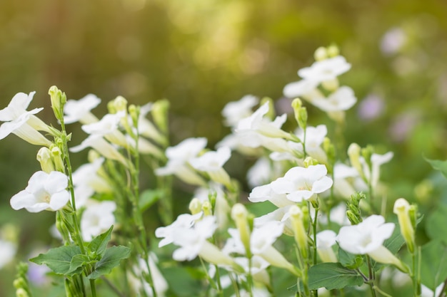 Campo de flores desabrochando ou grama