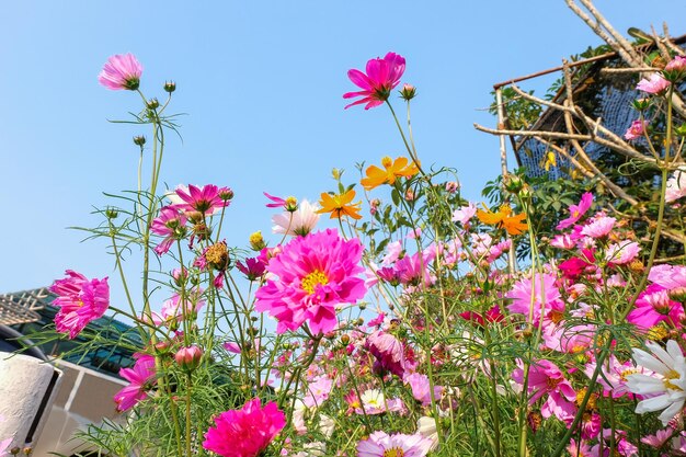 Campo de flores do cosmos ao fundo da natureza da porta