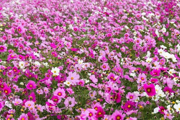 Campo de flores do cosmos