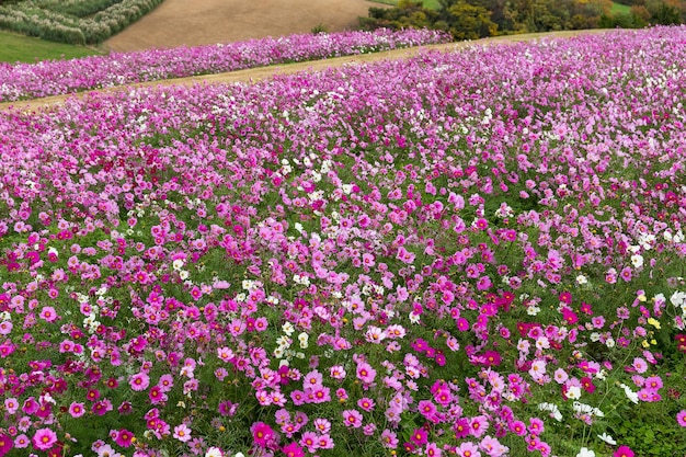 Campo de flores do cosmos