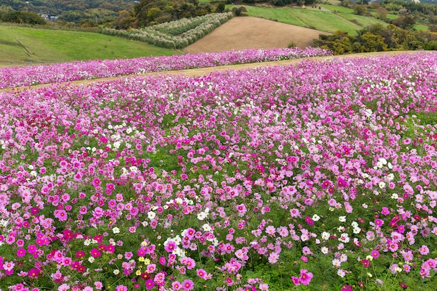 Foto campo de flores do cosmos