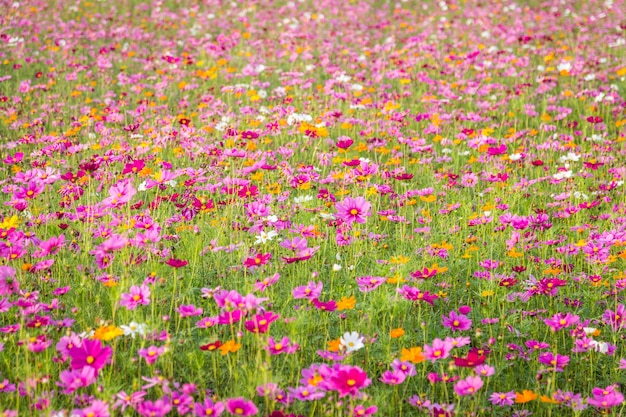 Campo de flores do cosmos