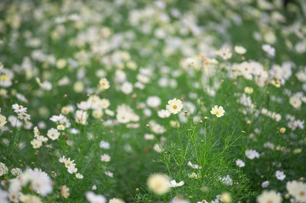 Campo de flores do Cosmos