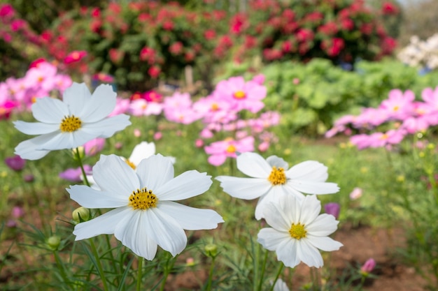 Campo de flores do cosmos