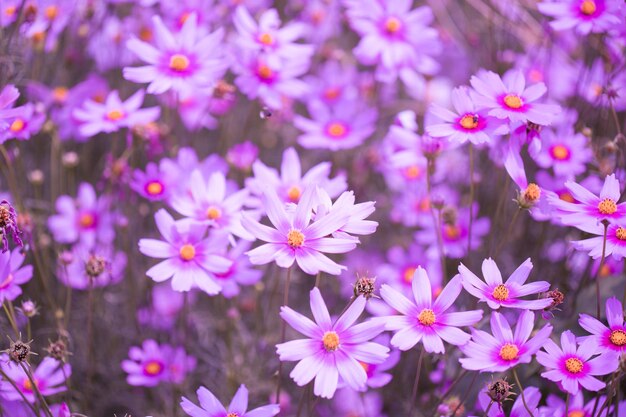 Campo de flores do cosmos