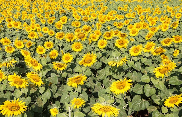 Campo de flores do sol na fazenda do país | Foto Premium