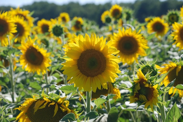 Campo de flores do sol