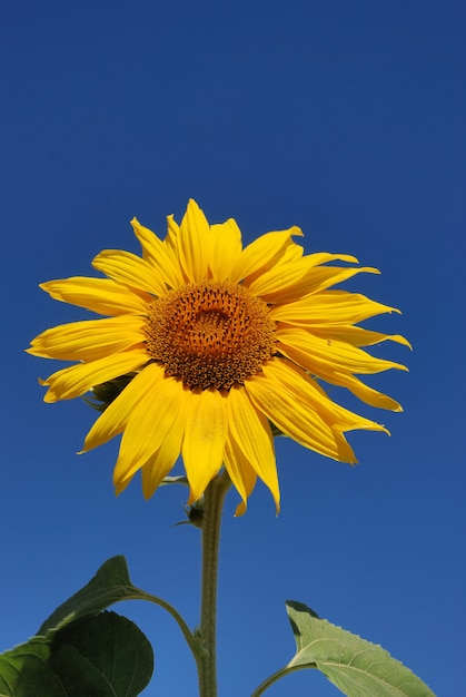 Campo de flores do sol