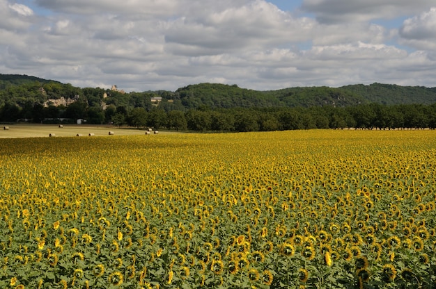 Campo de flores do sol