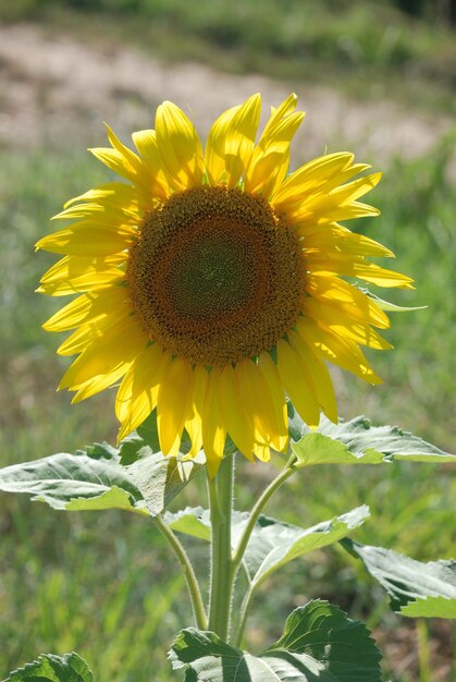 Campo de flores do sol