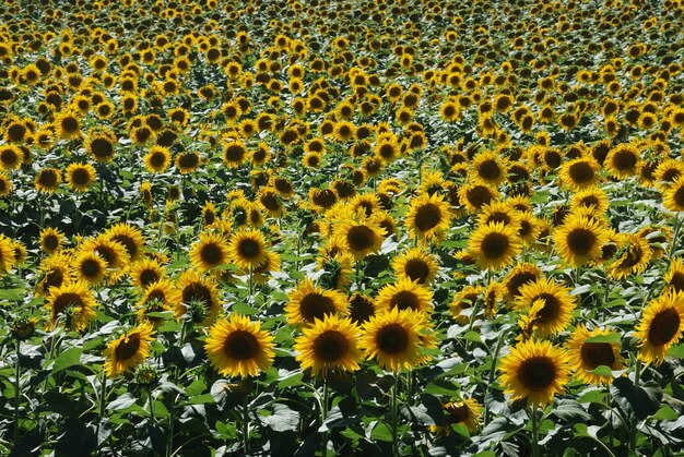 Campo de flores do sol