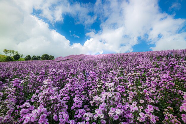 Campo de flores e céu de Margaret Feche o campo de margaret e o fundo do céu azul