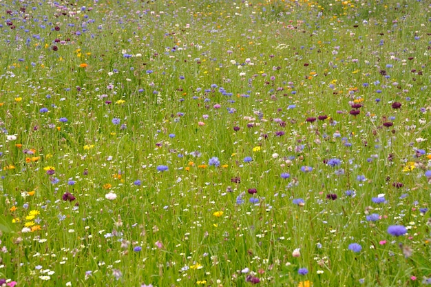 Campo de flores na França