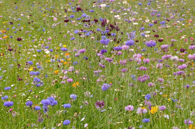 Campo de flores na França