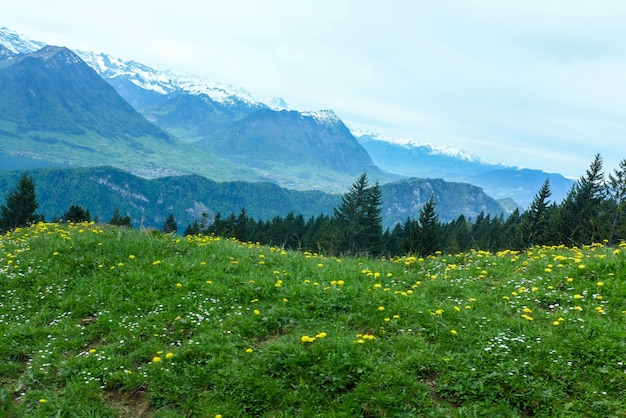 Campo de flores no fundo da montanha