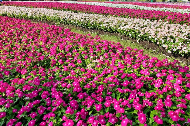 Campo de flores pervinca no jardim