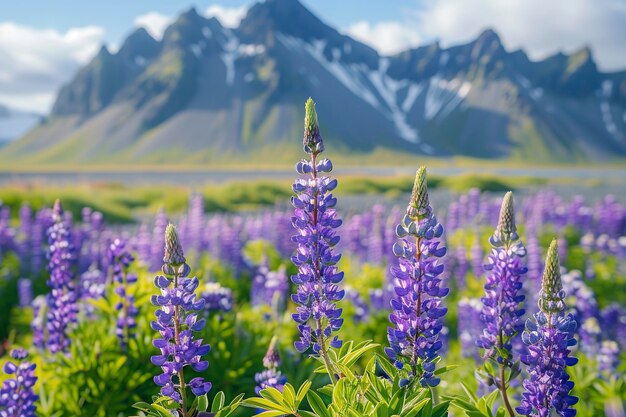 Campo de Flores Púrpuras com Montanhas ao fundo