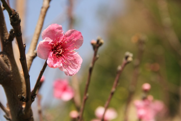 campo de flores rosa sob a luz do dia da temporada de verão