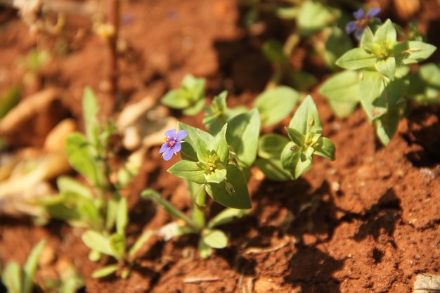 campo de flores roxas sob a luz do dia da temporada de verão