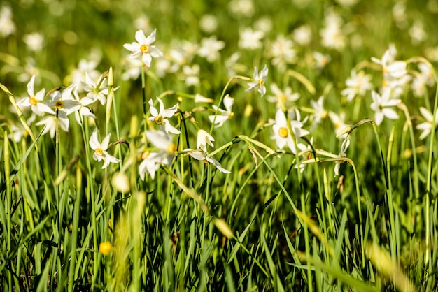 Campo de flores silvestres de primavera. Narciso Selvagem Stellaris.