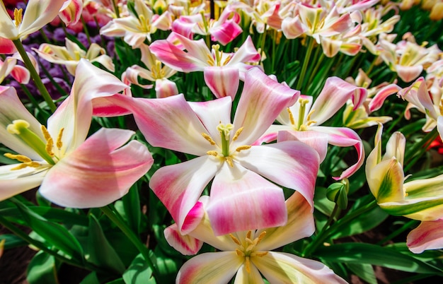 Campo de flores silvestres. Paisagem de primavera. Holanda