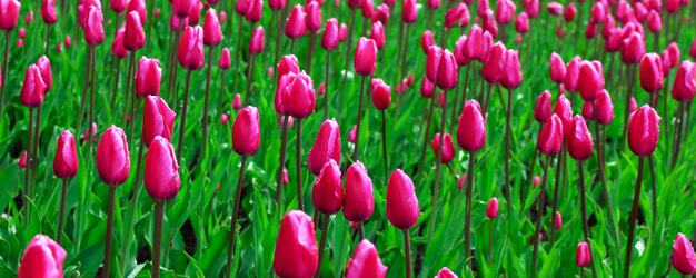 Foto campo de flores tulipa rosa