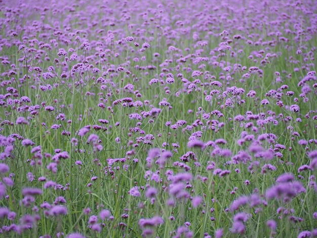 Campo de flores verbena brilhante de manhã