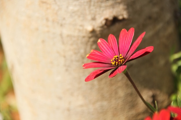 Foto campo de flores vermelhas cores terrosas luz da temporada de verão