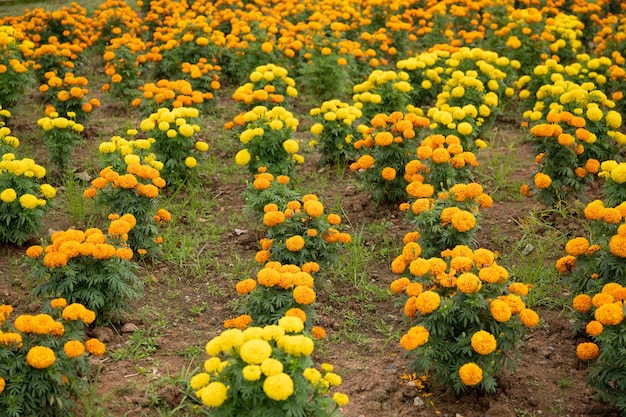 campo de flores