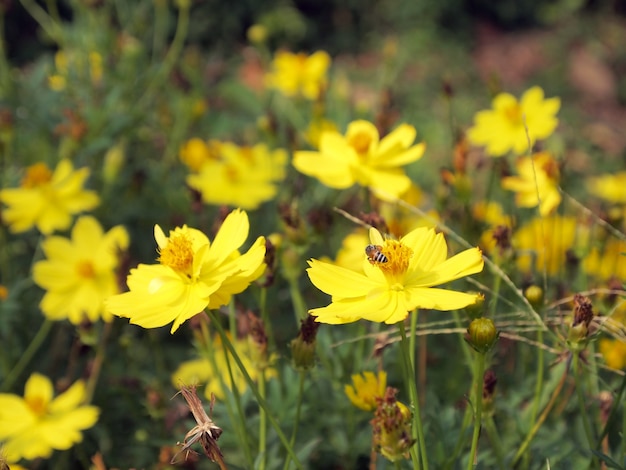 Campo de flores