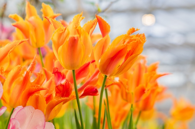 Campo de florescência tulipas multicoloridas, flores da primavera no jardim