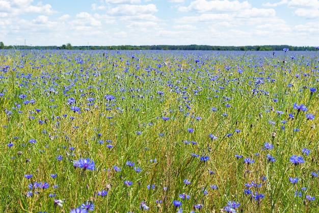 Campo de foco suave de flores azuis