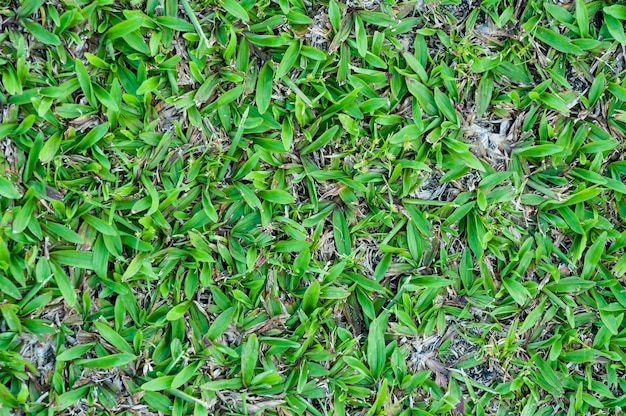 Campo de futebol grama verde padrão de fundo texturizado grama texturizada para fundo