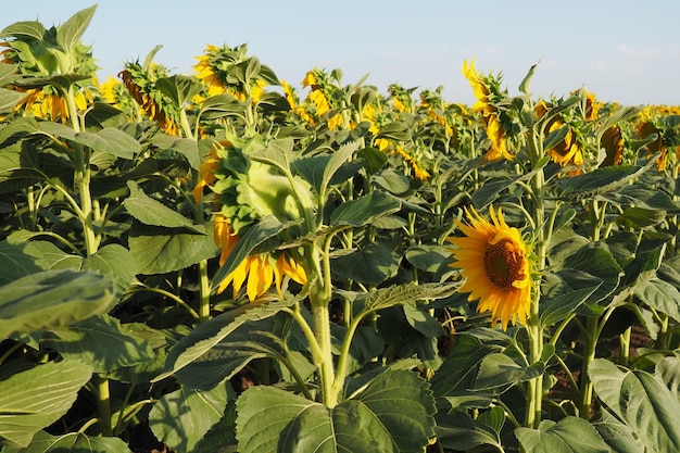 Campo de girassóis agrícolas O girassol Helianthus é um gênero de plantas da família Asteraceae Girassol anual e girassol tuberoso Broto florescendo com pétalas amarelas Sérvia agricultura