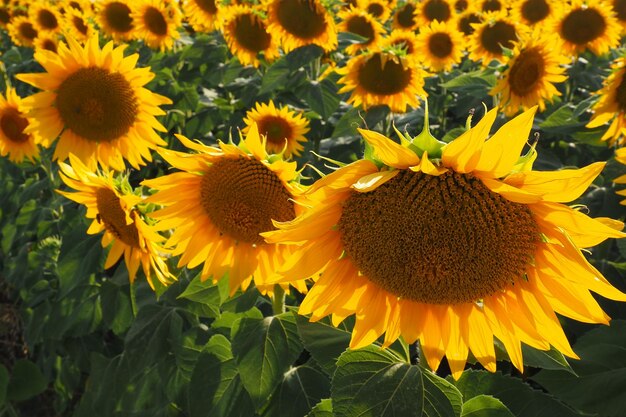 Campo de girassóis agrícolas O girassol Helianthus é um gênero de plantas da família Asteraceae Girassol anual e girassol tuberoso Broto florescendo com pétalas amarelas Sérvia vida