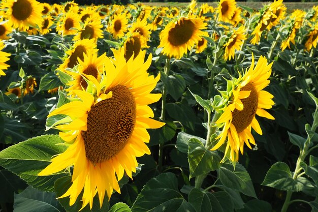 Campo de girassóis agrícolas O girassol Helianthus é um gênero de plantas da família Asteraceae Girassol anual e girassol tuberoso Broto florescendo com pétalas amarelas Sérvia vida