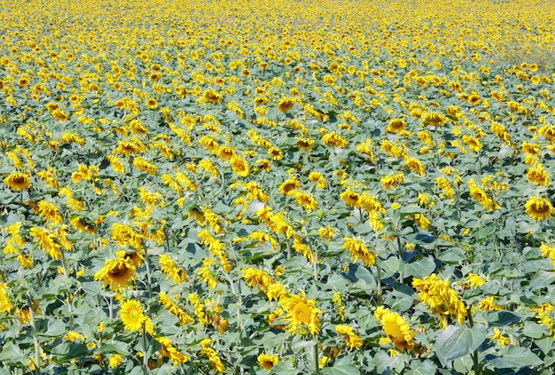 Campo de girassóis amarelos de verão