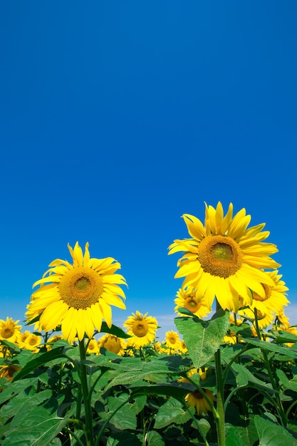 Campo de girassóis com céu azul nublado