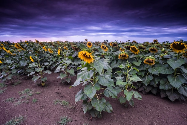 Campo de girassóis com céu tempestuoso província de Buenos Aires Argentina