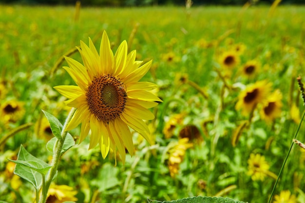 Campo de girassóis com foco em um