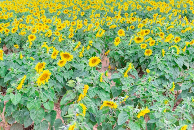 Campo de girassóis de florescência no campo.